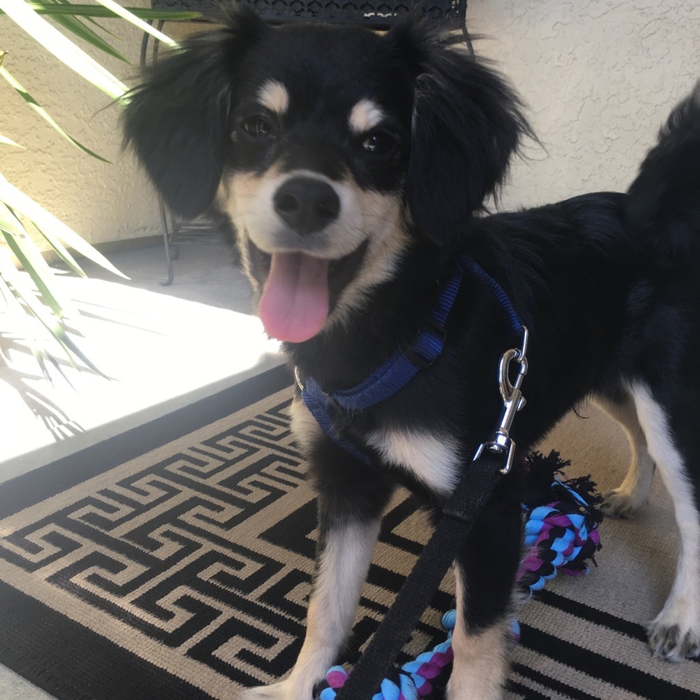 Meet your Posher, Cheyenne